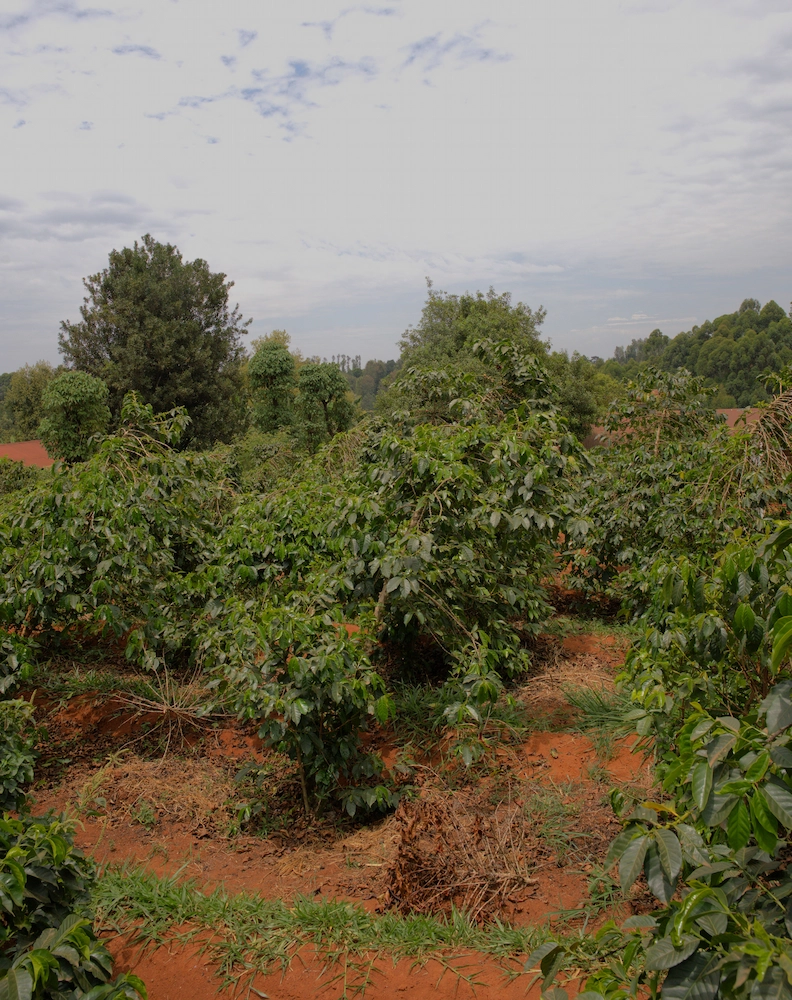region i terroir